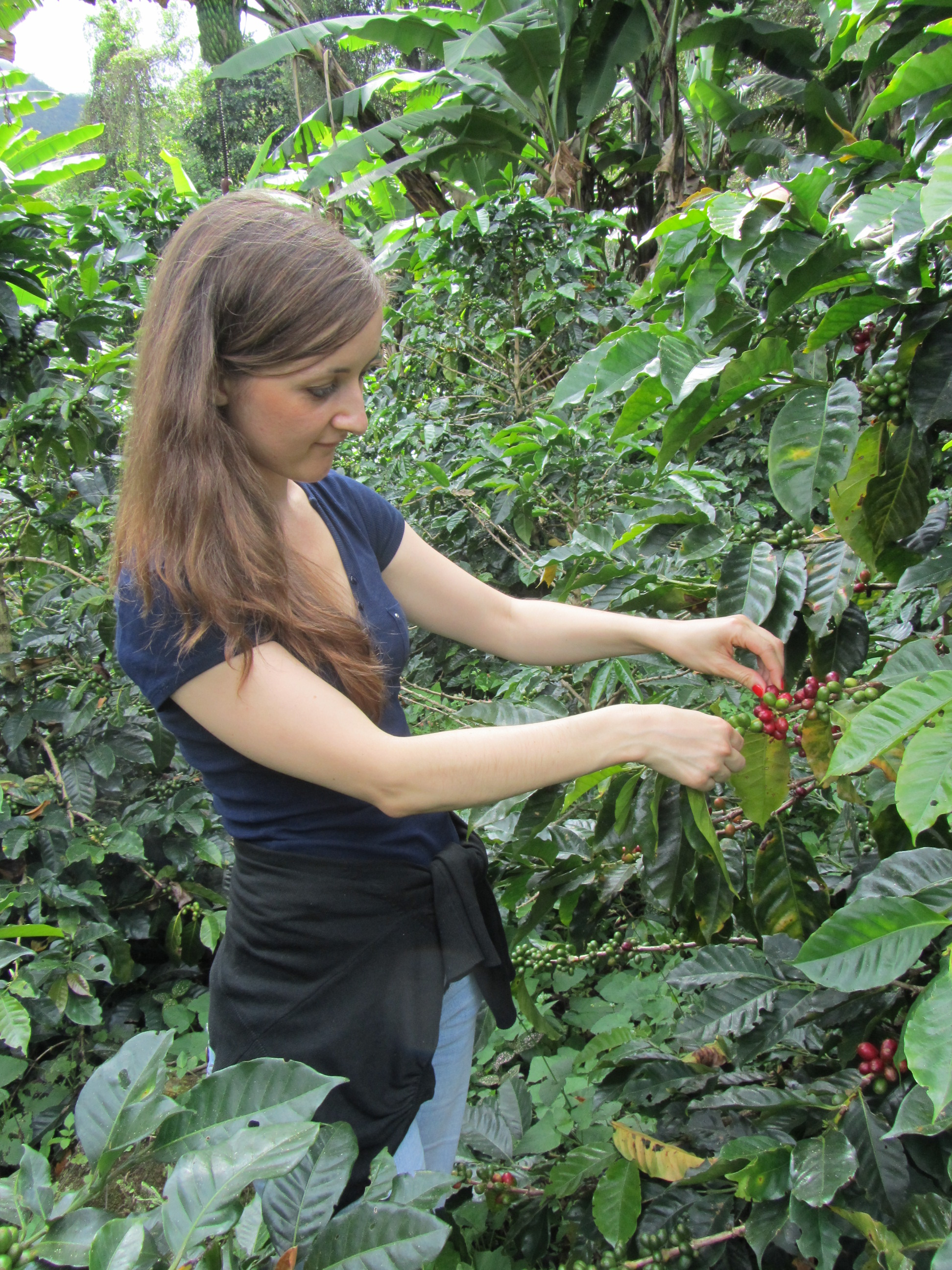 Colombia Coffee Tour